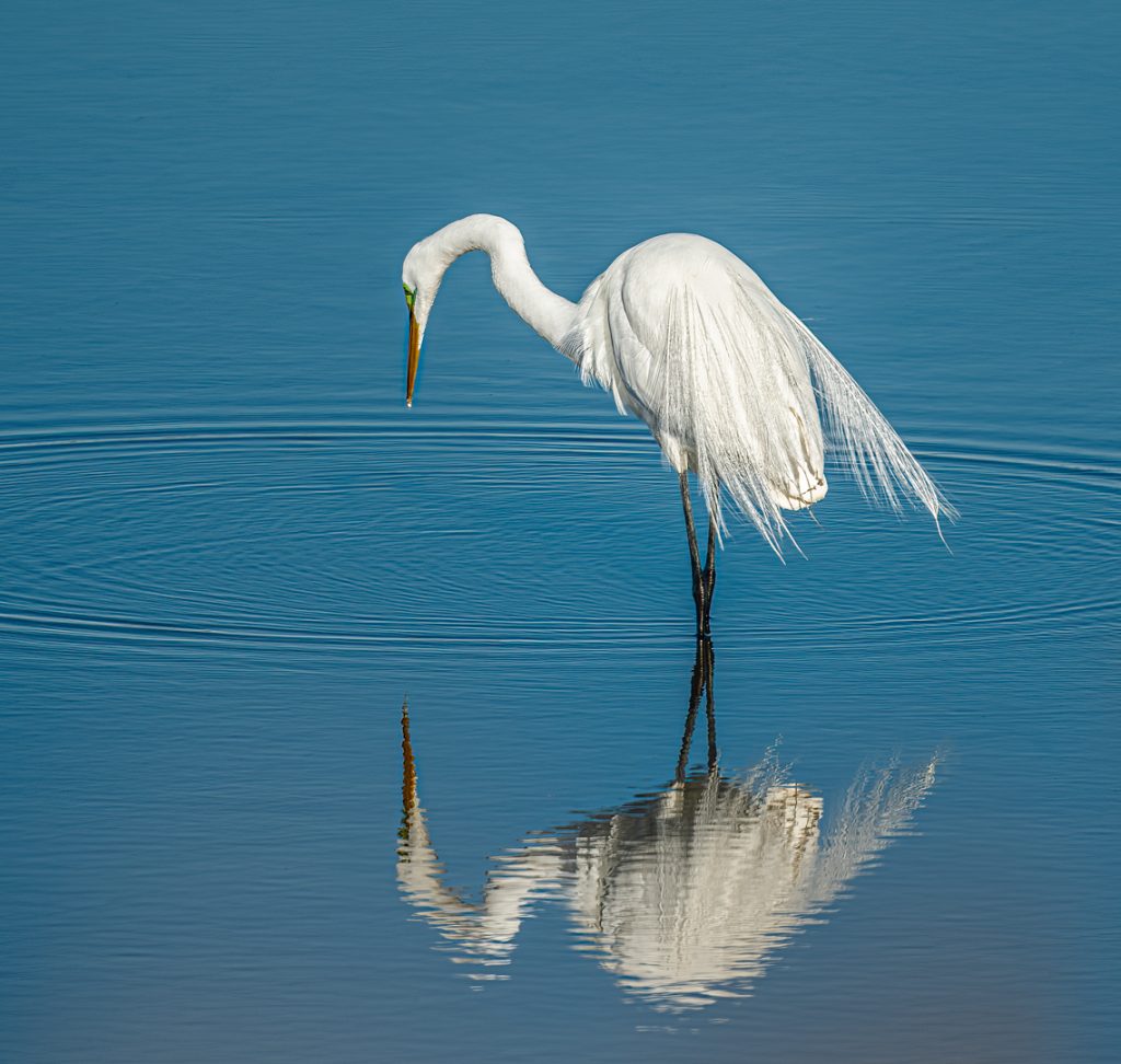 Snowy Egret in Dekorte Park in Lyndhurst